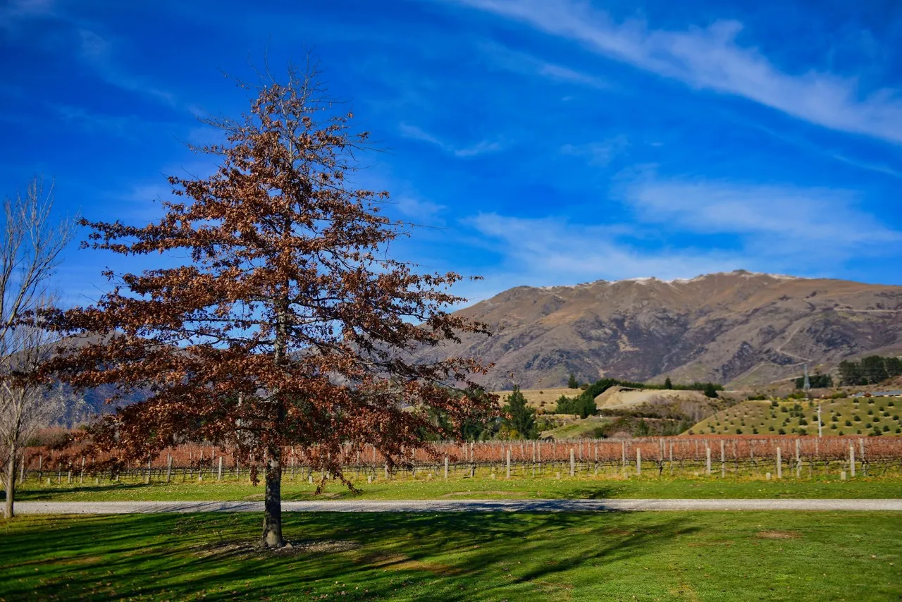 Gibbston Wine Valley